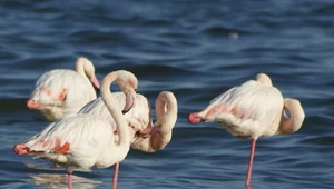 Flamingi stosują makijaż. Cel? Podobać się innym