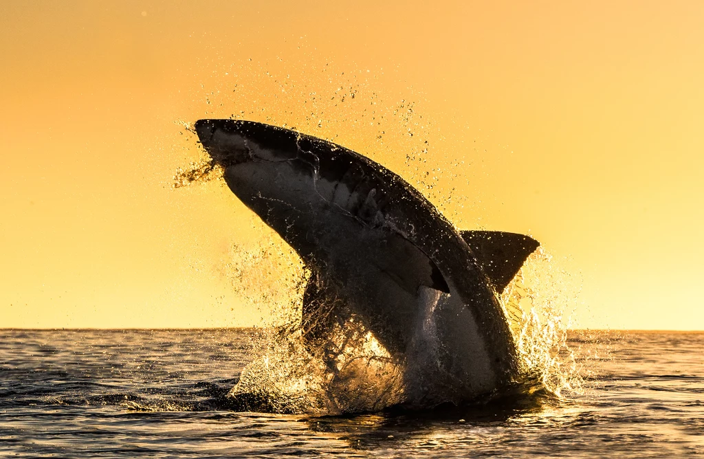 Żarłacze białe atakują surferów przez... pomyłkę