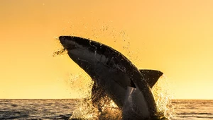 Rekiny atakują surferów, bo... mylą ich z fokami