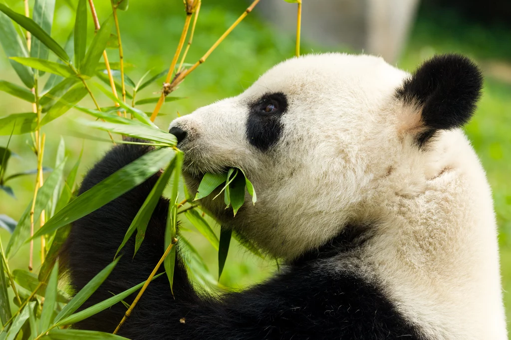 Futro pandy wielkiej zapewnia świetny kamuflaż - to już pewne!