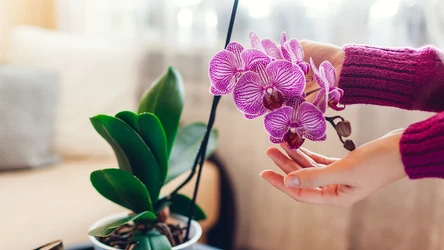 Storczyk może się ponownie obsypać kwiatami. Wystarczy, że dodasz kilka kropel soku z cytryny do wody. 