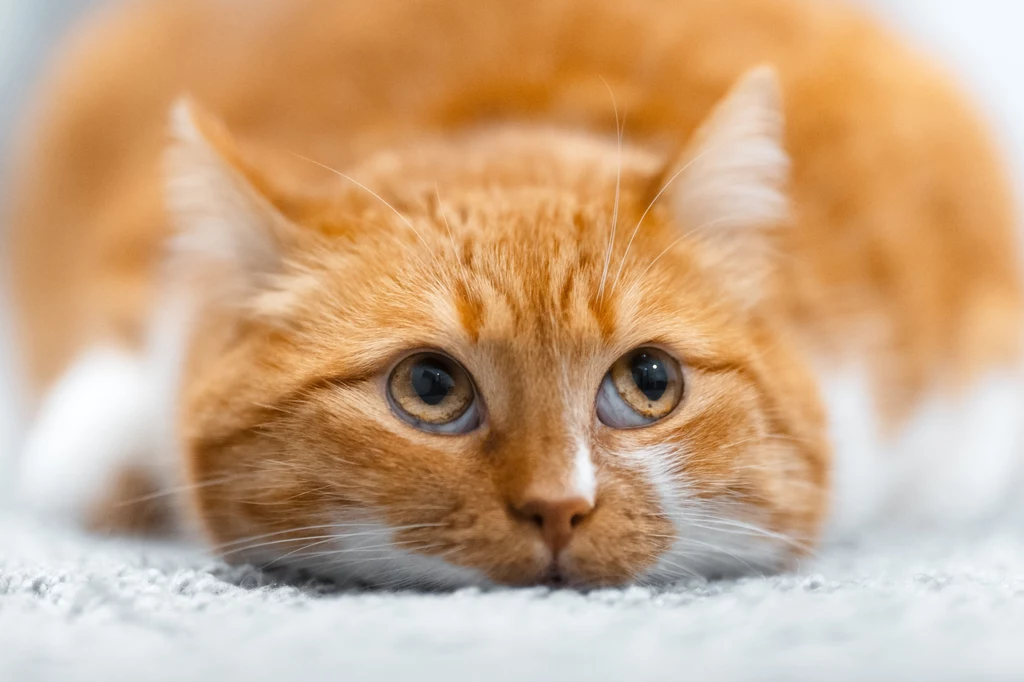 Ptasia grypa u kotów: objawy. W ten sposób rozpoznasz zakażenie