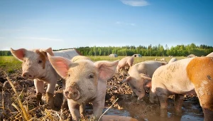 Branża mięsna ma poważny problem 