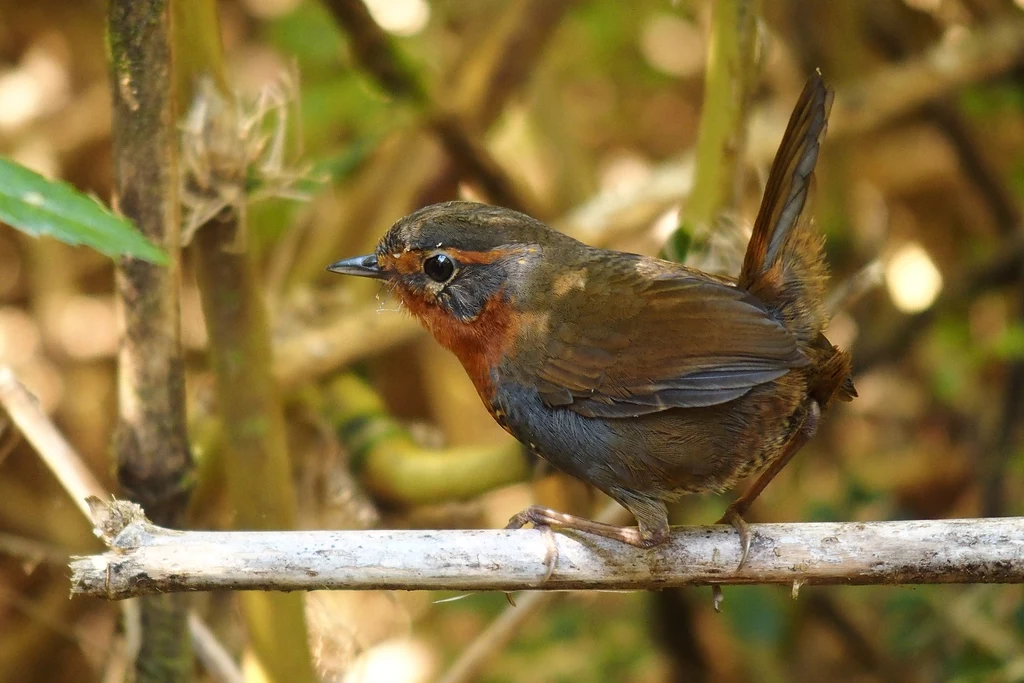 Scelorchilus rubecula osiąga do 20 centymetrów długości