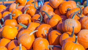 ​Ekolodzy alarmują, że Halloween to dzień marnowania dyń, które mogłyby być zjedzone