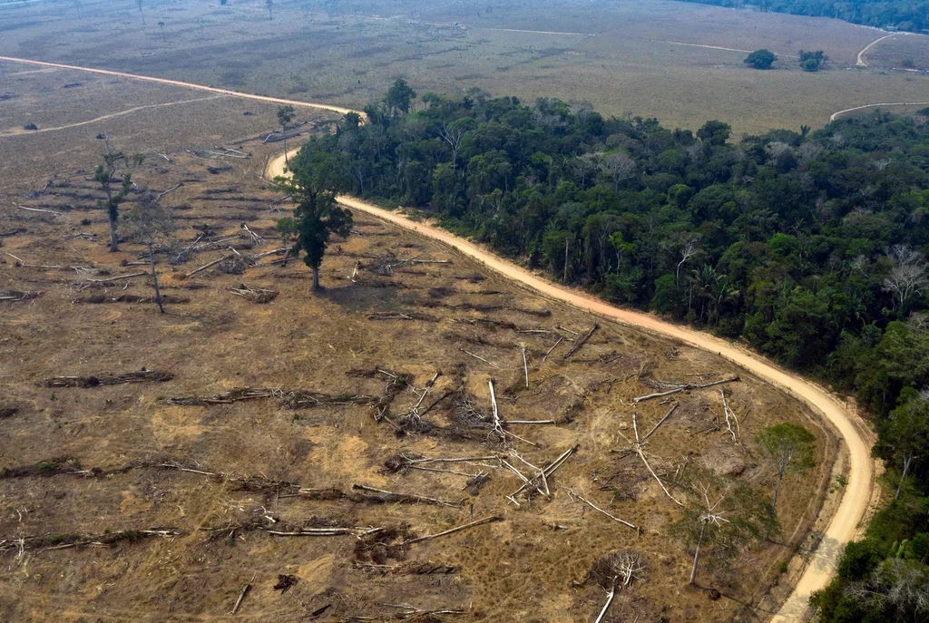 Wylesianie Amazonii.