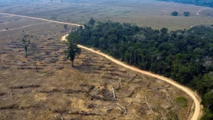 Zatrzymać wylesienie, żeby uratować klimat. Pierwszy taki sojusz na rzecz ochrony lasów