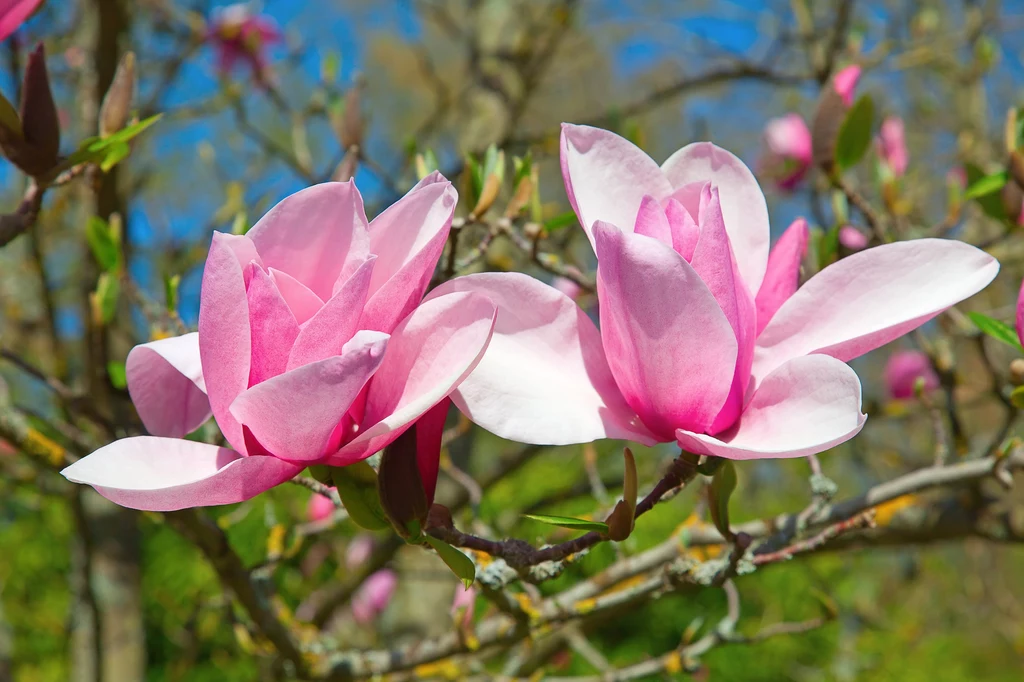 Rozmnażanie magnolii we wrześniu, październiku i listopadzie