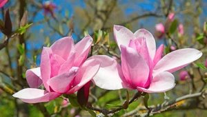 Rozmnażanie magnolii jesienią