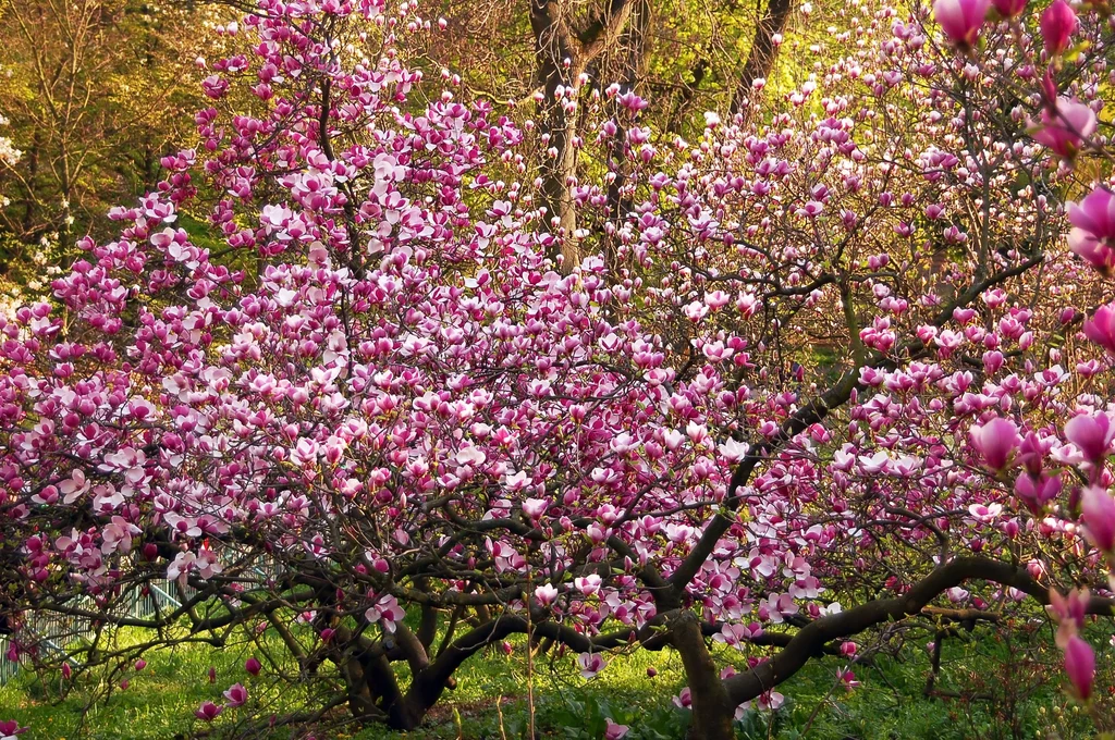 Magnolie wspaniale prezentują się wiosną