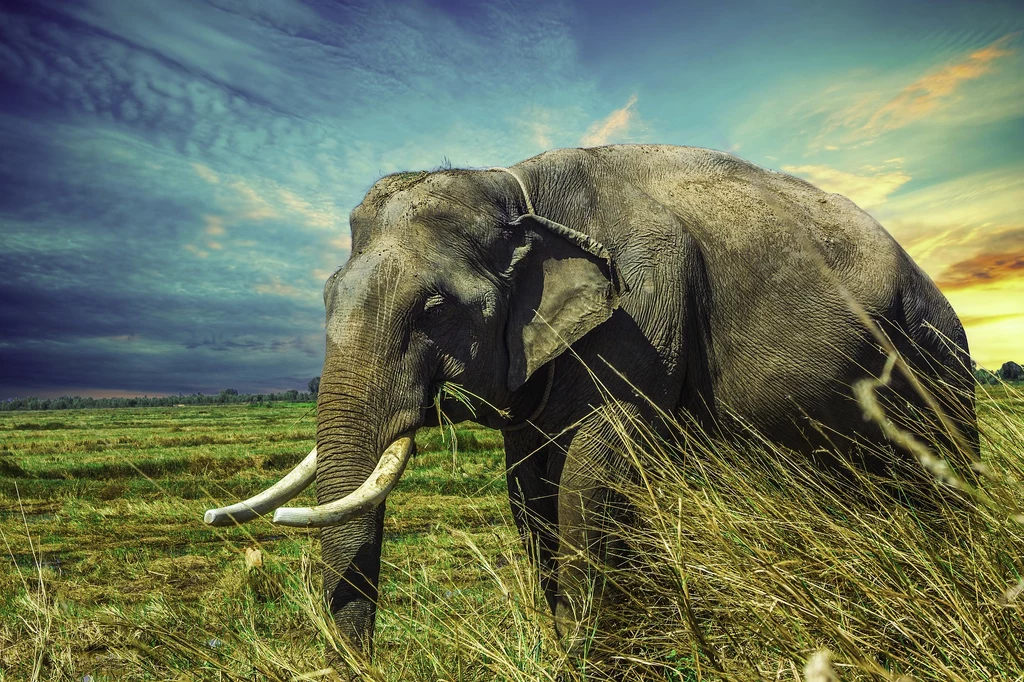 Z powodu kłusownictwa, słonie są zagrożone wyginięciem