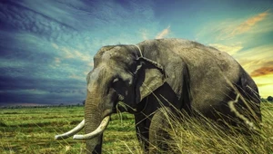 Chiny: Kość słoniowa coraz mniej popularna  