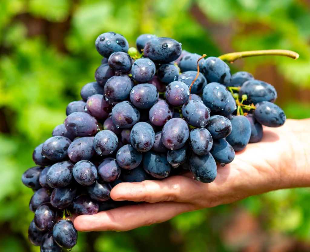 Winogrona mają wiele dobrych dla zdrowia składników