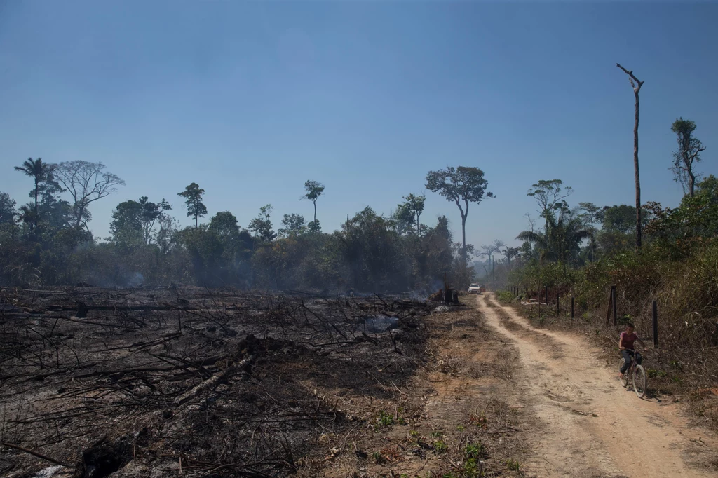 Wylesianie Amazonii w Brazylii.