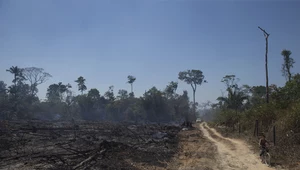 Deklaracja Brazylii w sprawie wylesiania budzi wielki sceptycyzm