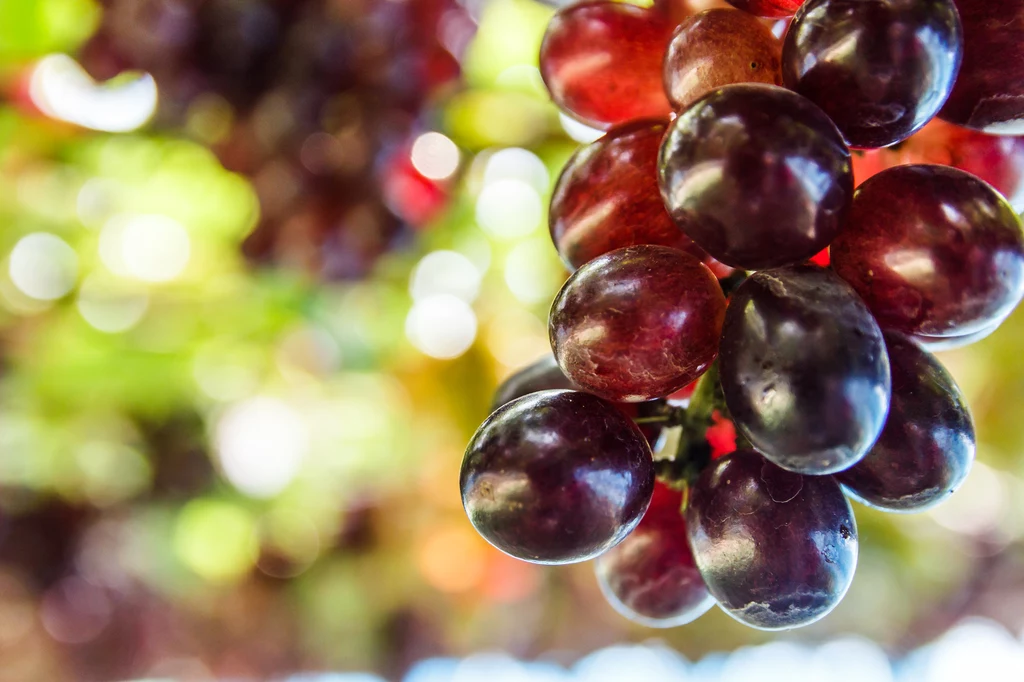 Czy warto jeść winogrona?