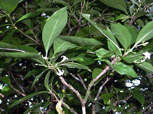 Psychotria insularum Psychotria insularum
