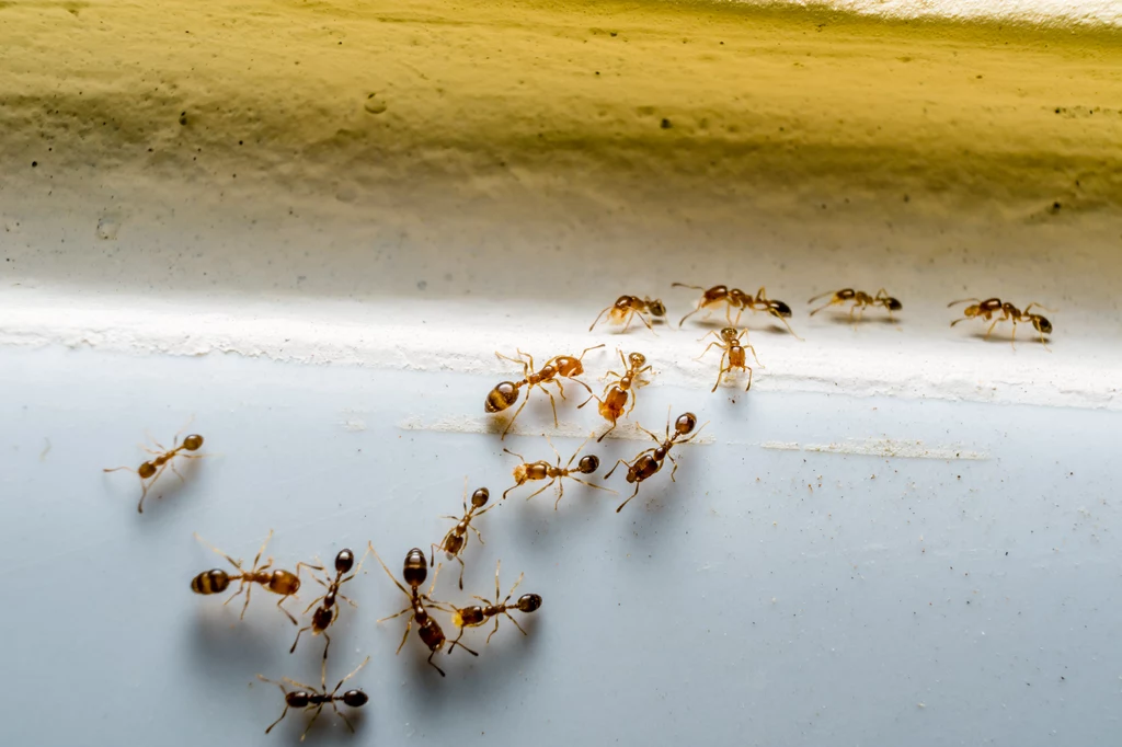 Skuteczne sposoby na mrówki bez użycia chemii