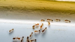 Jak zlikwidować mrówki w domu? Trzy naturalne sposoby