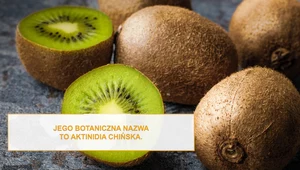 Kiwi można jeść ze skórką. Ten owoc należy do superfood