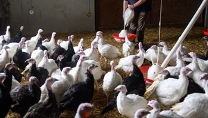 Kurczaki odporne na pandemię. Edycja genetyczna wygrała z grypą
