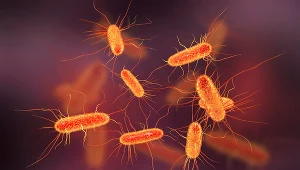 Małe bakterie wchłaniają wieczne chemikalia