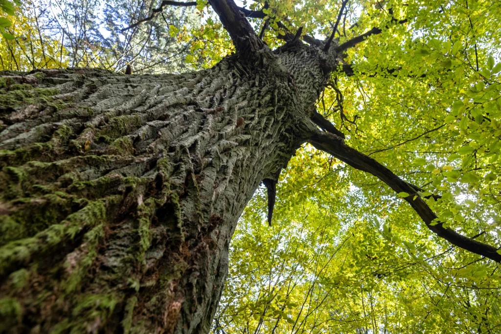 Białowieski Park Narodowy został wpisany na Listę Światowego Dziedzictwa UNESCO w 1979 roku. Wpis rozszerzono w 1992 roku o białoruską część Puszczy Białowieskiej, tworząc jeden obiekt transgraniczny. W 2014 roku Obiekt Światowego Dziedzictwa UNESCO Białowieża Forest został rozszerzony o lasy zarządzane przez trzy nadleśnictwa Lasów Państwowych: Białowieża, Browsk i Hajnówka. Białowieski Park Narodowy został wpisany na Listę Światowego Dziedzictwa UNESCO w 1979 roku. Wpis rozszerzono w 1992 roku o białoruską część Puszczy Białowieskiej, tworząc jeden obiekt transgraniczny. W 2014 roku Obiekt Światowego Dziedzictwa UNESCO Białowieża Forest został rozszerzony o lasy zarządzane przez trzy nadleśnictwa Lasów Państwowych: Białowieża, Browsk i Hajnówka.