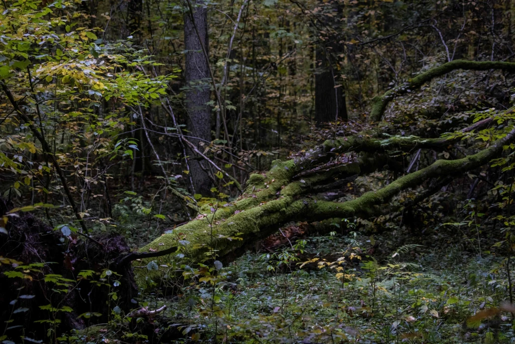 Zgodnie z wytycznymi UNESCO każdy obszar UNESCO powinien mieć plan zarządzania. Niestety przy złożeniu wniosku renominacynego taki plan nie został opracowany. "Pierwsze prace polegające na rozpoczęciu procesu tworzenia planu zarządzania rozpoczął ś. p. prof. Jan Szyszko. Niestety z przyczyn niezależnych prace te znacząco się przedłużyły. Od początku kiedy objąłem stanowisko wiceministra w MKiŚ zobowiązałem się, że ruszamy z pracami nad przygotowaniem odpowiednich wymaganych dokumentów dla Puszczy Białowieskiej. Przede wszystkim chodziło o zatwierdzenie przygotowanego nowego aneksu do planu urządzenia lasu dla Nadleśnictwa Białowieża (PUL), ponieważ sposób zatwierdzenia poprzednio został zakwestionowany przez TSUE (w 2018 r.). Teraz jest czas na przygotowanie zintegrowanego planu dla Obiektu Światowego Dziedzictwa UNESCO Białowieża Forest, który wymaga UNESCO" - powiedział wiceszef resortu klimatu i środowiska Edward Siarka. Zgodnie z wytycznymi UNESCO każdy obszar UNESCO powinien mieć plan zarządzania. Niestety przy złożeniu wniosku renominacynego taki plan nie został opracowany. "Pierwsze prace polegające na rozpoczęciu procesu tworzenia planu zarządzania rozpoczął ś. p. prof. Jan Szyszko. Niestety z przyczyn niezależnych prace te znacząco się przedłużyły. Od początku kiedy objąłem stanowisko wiceministra w MKiŚ zobowiązałem się, że ruszamy z pracami nad przygotowaniem odpowiednich wymaganych dokumentów dla Puszczy Białowieskiej. Przede wszystkim chodziło o zatwierdzenie przygotowanego nowego aneksu do planu urządzenia lasu dla Nadleśnictwa Białowieża (PUL), ponieważ sposób zatwierdzenia poprzednio został zakwestionowany przez TSUE (w 2018 r.). Teraz jest czas na przygotowanie zintegrowanego planu dla Obiektu Światowego Dziedzictwa UNESCO Białowieża Forest, który wymaga UNESCO" - powiedział wiceszef resortu klimatu i środowiska Edward Siarka.