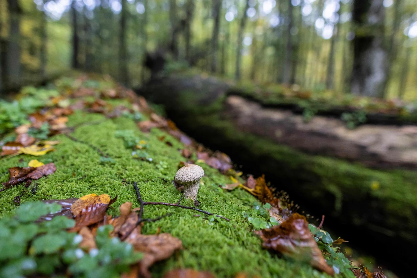 Na początku marca 2021 roku podpisane zostały nowe aneksy do PUL dla nadleśnictw Browsk i Białowieża. Dokumenty te były konsultowane z Komisją Europejską i UNESCO. Ministerstwo podkreśla, że przyjęte aneksy są zgodne zarówno z zasadami wynikającymi z planów zadań ochronnych dla obszaru Natura 2000 jaki i zasadami określonymi dla Obiektu Światowego Dziedzictwa UNESCO. Nie zatwierdzono trzeciego aneksu dla nadleśnictwa Hajnówka, do którego swoje zastrzeżenia zgłosiły Komisja w zakresie planowanych działań na terenie jednostki wojskowe i UNESCO w zakresie fragmentu lasu który został uszkodzony wskutek silnego wiatru.  Aneksy swoją ważność stracą z końcem tego roku i po 2021 r. Dlatego trwają pracę nad opracowaniem nowych planów urządzenia lasu, które będą obowiązywać przez kolejne 10 lat.