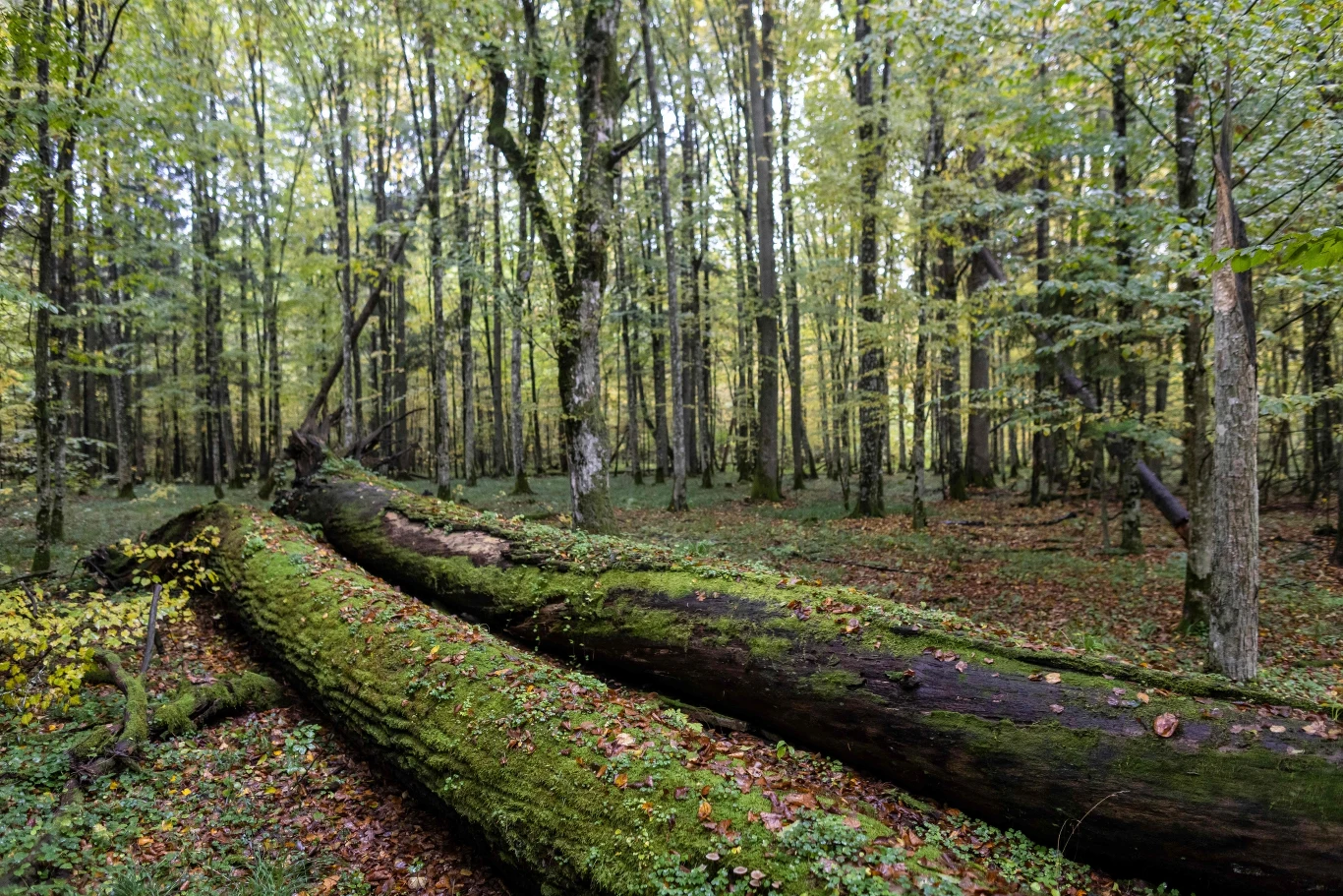 Siarka zwrócił uwagę, że przyjęcie Zintegrowanego Planu Zarządzania będzie również zależało od strony białoruskiej, bowiem Transgraniczny Obiekt Światowego Dziedzictwa UNESCO "Bialowieza Forest" leży po obu stronach granicy. Zwrócił jednak uwagę, że ze stroną białoruską trzeba będzie się jeszcze spotkać kilkukrotnie, co może być jednak utrudnione w związku z sytuacją polityczną. "Całe +nieszczęście+ Puszczy Białowieskiej polega na tym, że w 2014 r. Obiekt Światowego Dziedzictwa poszerzono o lasy wielofunkcyjne zarządzane przez Lasy Państwowe bez opracowanego planu zarządzania dla powiększonego Obiektu, co rodzi też szereg konfliktów. Dochodzą do tego zasady określone w dyrektywach europejskich, bo Puszcza Białowieska jest obszarem Natura2000. Trzeba spiąć te wszystkie aspekty prawne i to jest duże wyzwanie" - powiedział w rozmowie z PAP.