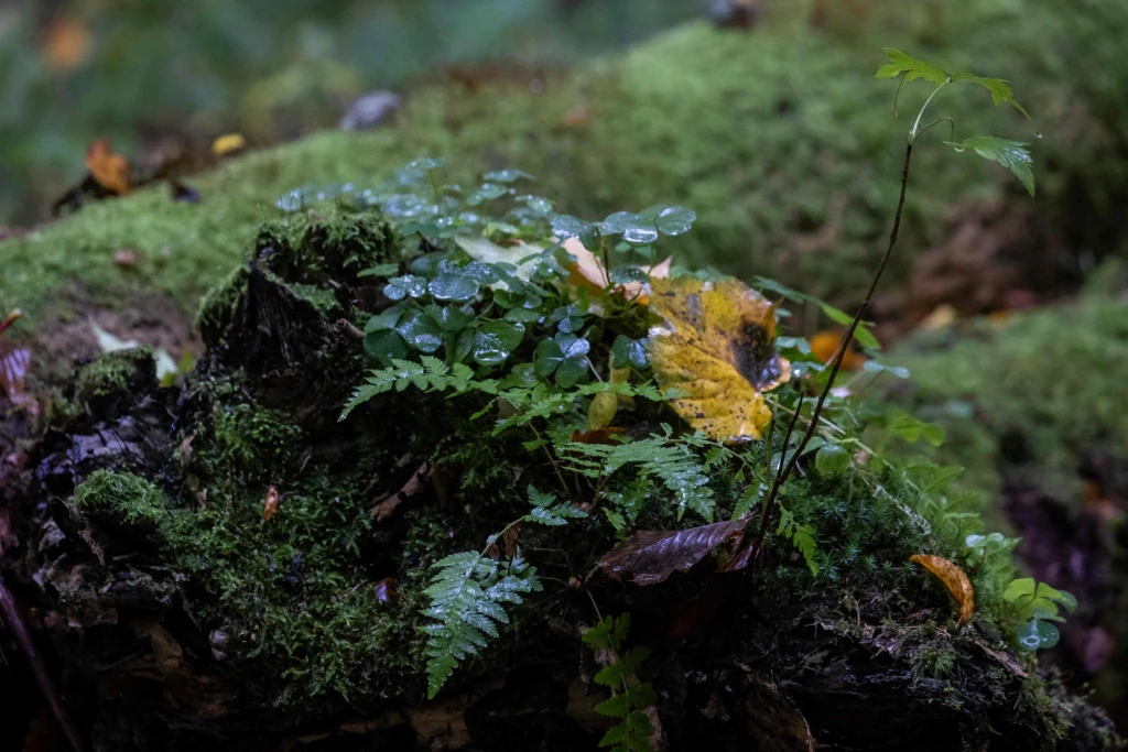 Ministerstwo ma nadzieję, że opracowanie planu zarządzania dla Obiektu Światowego Dziedzictwa UNESCO zakończy trwający od lat spór o sposób ochrony Puszczy Białowieskiej i pozwoli zarządcom, czyli Lasom Państwowym i Białowieskiemu Parkowi Narodowemu w sposób bezkonfliktowy gospodarować tym obiektem według jasnych kryteriów. Ministerstwo ma nadzieję, że opracowanie planu zarządzania dla Obiektu Światowego Dziedzictwa UNESCO zakończy trwający od lat spór o sposób ochrony Puszczy Białowieskiej i pozwoli zarządcom, czyli Lasom Państwowym i Białowieskiemu Parkowi Narodowemu w sposób bezkonfliktowy gospodarować tym obiektem według jasnych kryteriów.