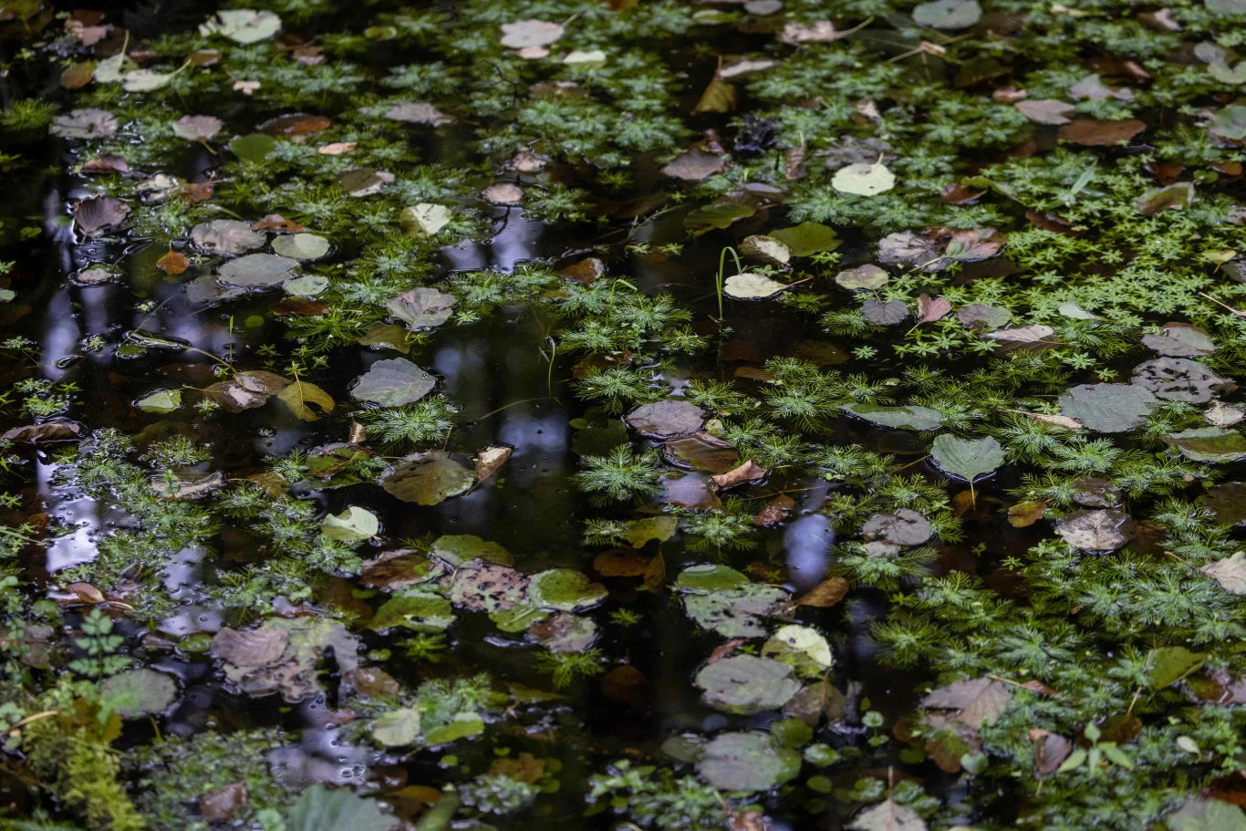 Transgraniczny Obiekt Światowego Dziedzictwa "Bialowieza Forest" obejmuje ok. 141 tys. ha, całkowita powierzchnia (ze strefą buforową) wynosi ponad 308 tys. ha. Obiekt po polskiej stronie zajmuje ponad 59 tys. ha, a Puszczą zarządzają trzy nadleśnictwa Lasów Państwowych: Browsk, Białowieża i Hajnówka oraz Białowieski Park Narodowy. 