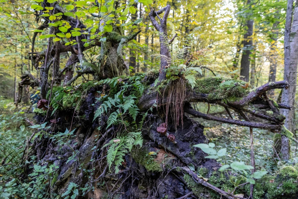 W 2022 r. w Puszczy Białowieskiej powinien zacząć obowiązywać nowy plan urządzenia lasu. To dokument, który opisuje plany zagospodarowania terenów leśnych, zazwyczaj na 10 lat. Naukowcy i organizacje samorządowe mają nadzieję, że będzie on zawierał takie zapisy, które nie tylko pozwolą Polsce uniknąć wielomilionowych kar za nieprzestrzeganie orzeczenia TSUE ale także nie zdegradują Puszczy Białowieskiej. W 2022 r. w Puszczy Białowieskiej powinien zacząć obowiązywać nowy plan urządzenia lasu. To dokument, który opisuje plany zagospodarowania terenów leśnych, zazwyczaj na 10 lat. Naukowcy i organizacje samorządowe mają nadzieję, że będzie on zawierał takie zapisy, które nie tylko pozwolą Polsce uniknąć wielomilionowych kar za nieprzestrzeganie orzeczenia TSUE ale także nie zdegradują Puszczy Białowieskiej.