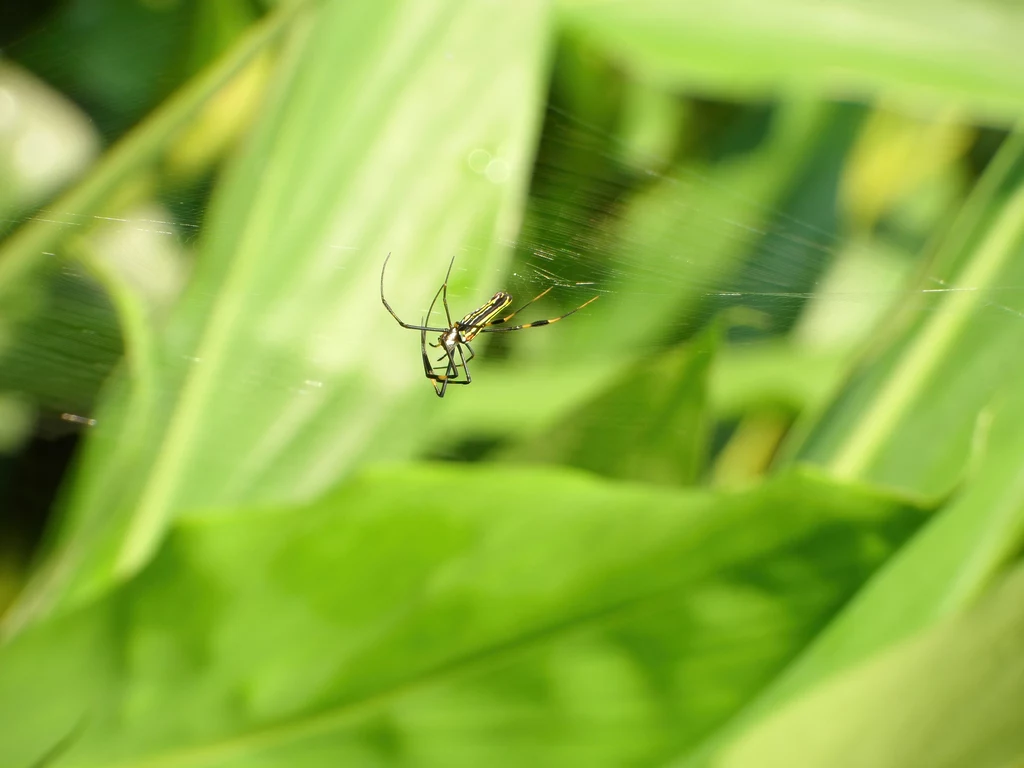 Inwazja pająków Trichonephila clavata na USA