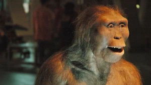 Sensacja w nauce. Odnaleziono nieznanego krewnego Lucy sprzed 3,4 mln lat