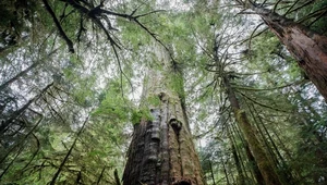 ​Kanada: Wstrzymano wycinkę starych lasów w Kolumbii Brytyjskiej