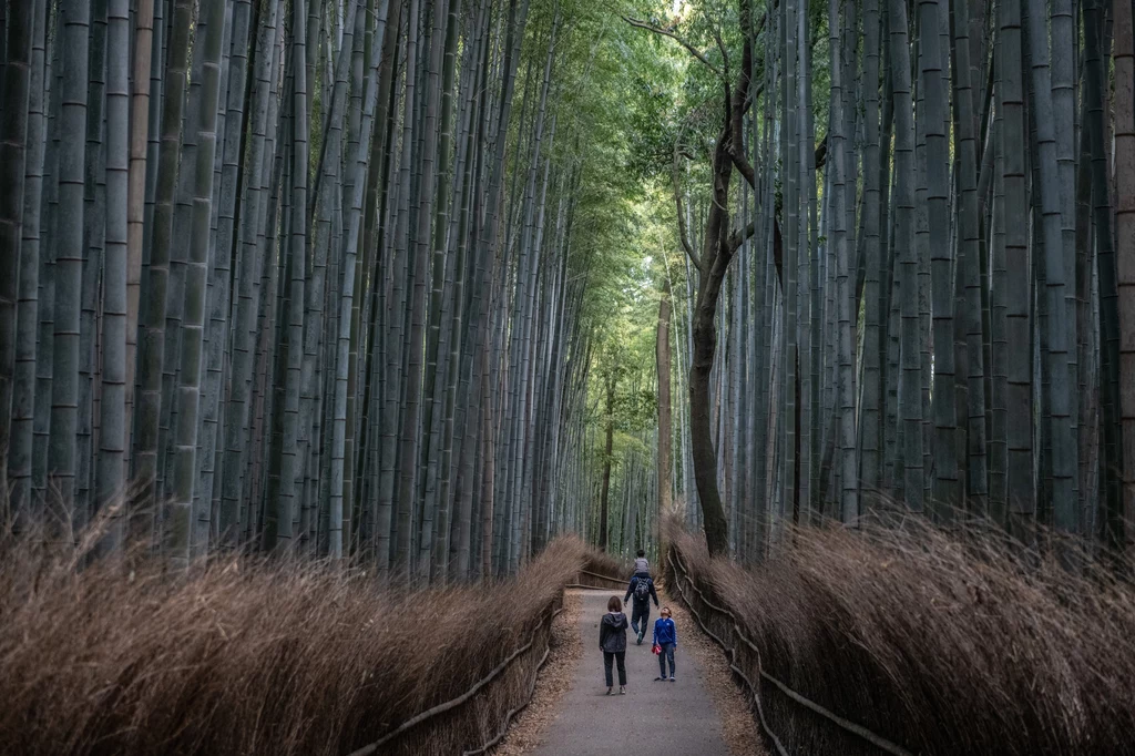 Słynny las bambusowy Arashiyama w Kioto przyciąga co roku wielu turystów