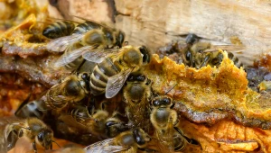 Wosk pszczeli  wykazuje właściwości antybiotyczne, leczy zmiany skórne i trądzik