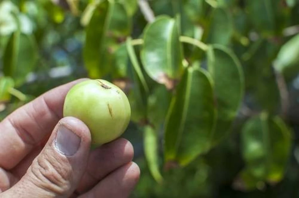 Owoce drzewa manchineel