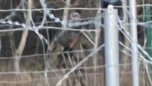 Uzbrojony żołnierz po stronie białoruskiej