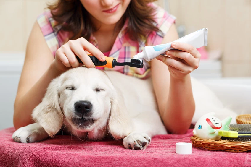 Psie zęby również wymagają regularnego mycia