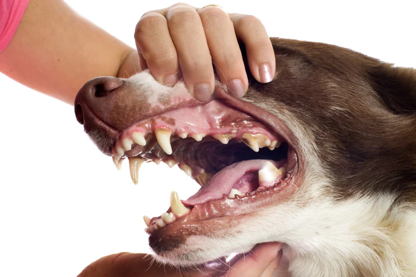 Psie zęby wymagają regularnej kontroli w gabinecie weterynaryjnym