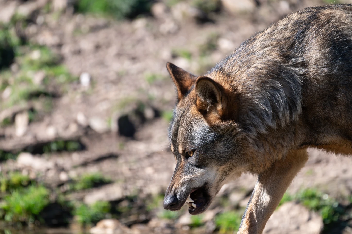 Wilki są zagrożeniem głównie dla zwierząt hodowlanych, jak owce. To problem nie tylko w Hiszpanii, ale też i w Polsce 