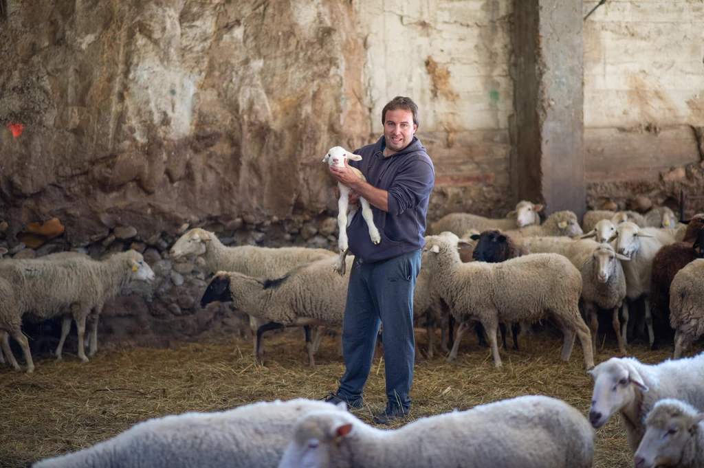 Dla Alberto Fernardeza, hodowcy owiec, każdy nowy osobnik w stadzie to powód do radości