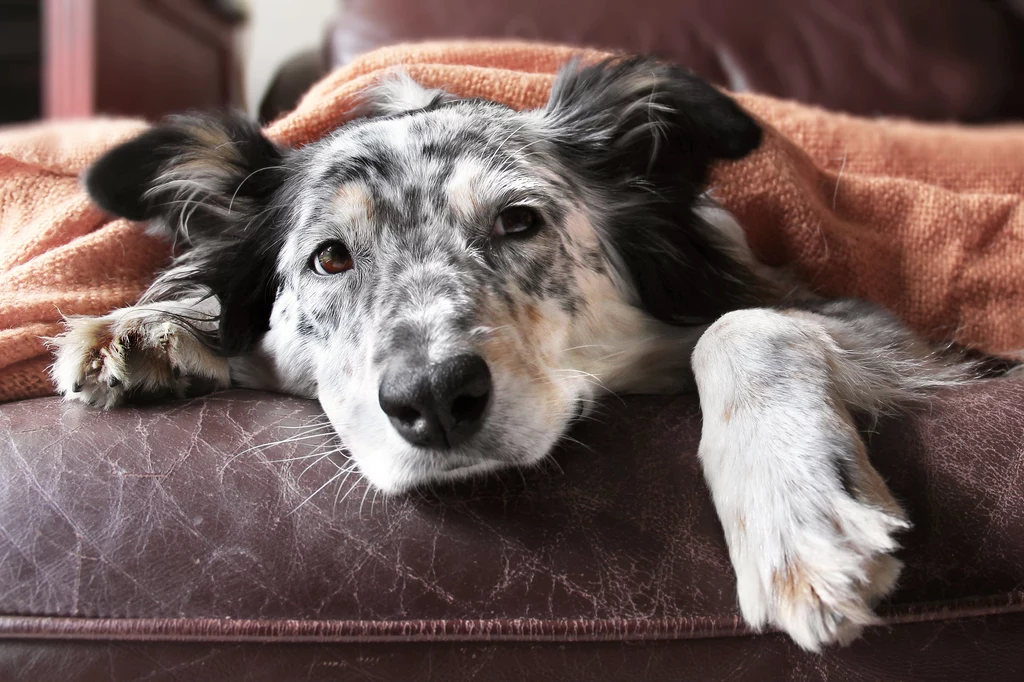 Spokój i cisza to jeden z najlepszych domowych sposobów na przeziębienie u psa