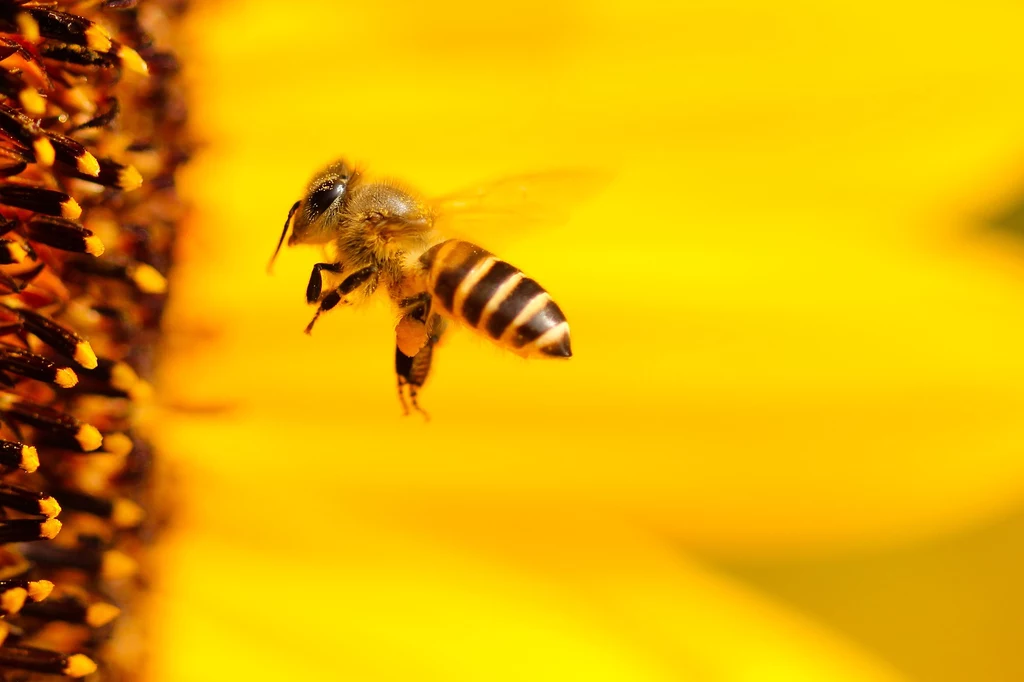 Naukowcy krzyk pszczół opisują jako "przerażający"