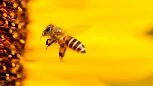 Krzyczące pszczoły. Nie tylko ludzie wrzeszczą, gdy dzieje się coś przerażającego