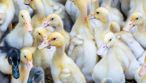 Zdjęcie ilustracyjne