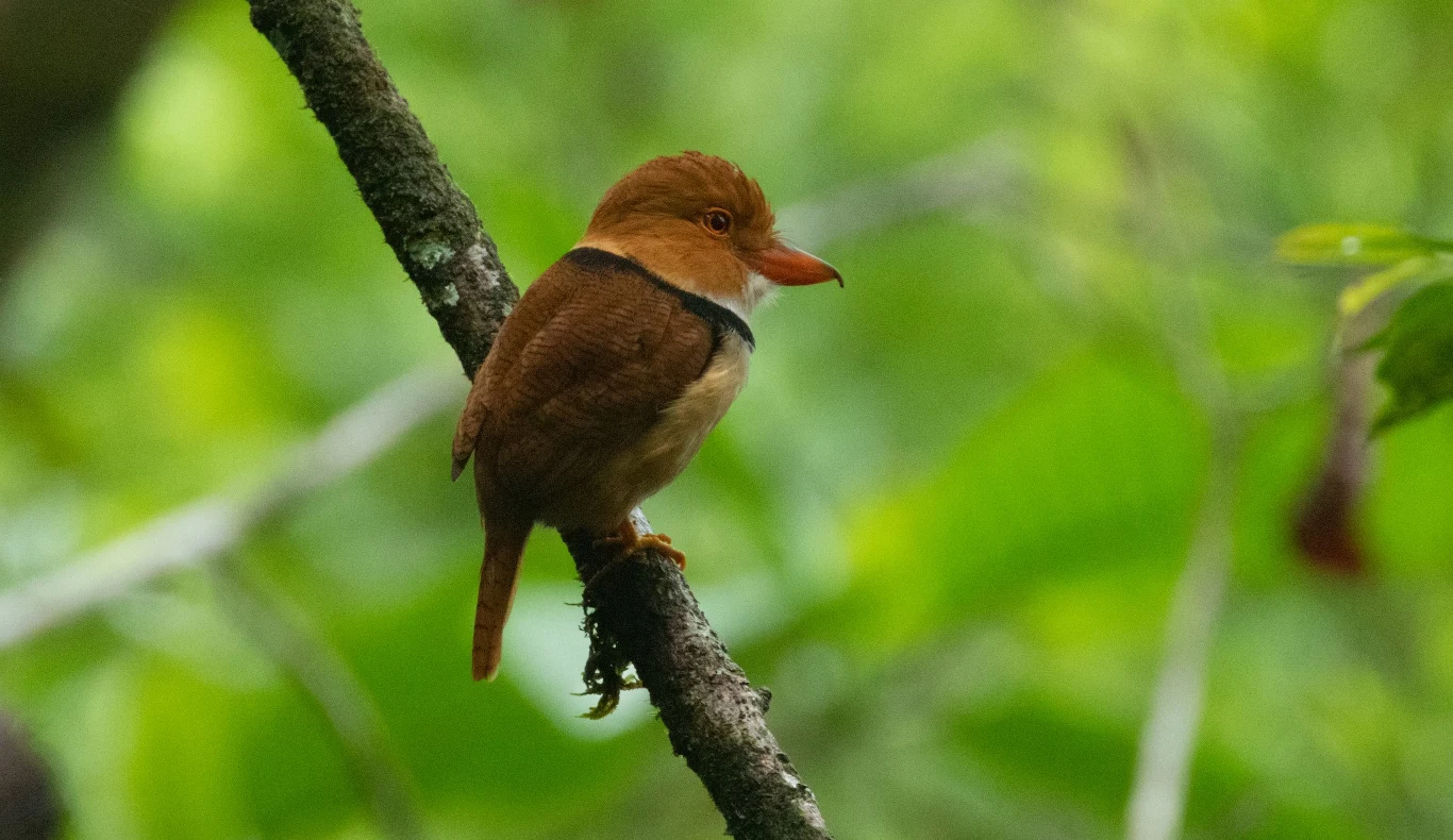 Drzym obrożny - jeden z 77 przebadanych gatunków Drzym obrożny - jeden z 77 przebadanych gatunków