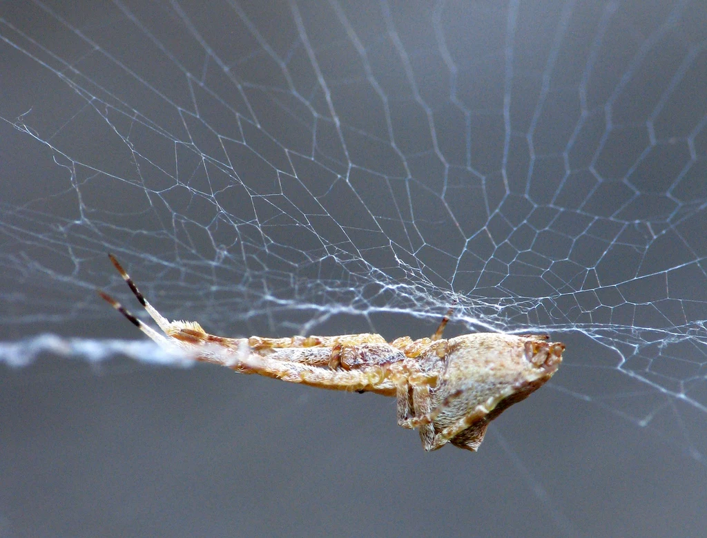 Tkanie sieci przez pająki od lat interesuje naukowców. Teraz wiemy o nich dużo więcej dzięki sztucznej inteligencji